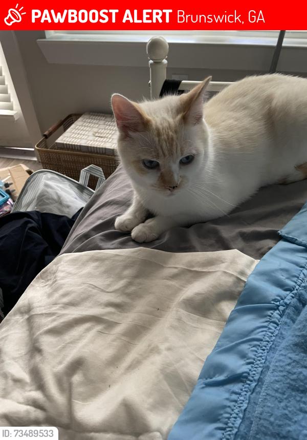 Lost Male Cat last seen Union street, O street, P street, Brunswick, GA 31520