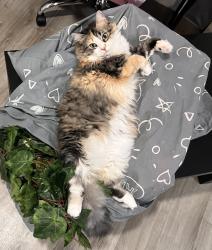 Lost Female Cat last seen Tomball 290, Harris County, TX 77377