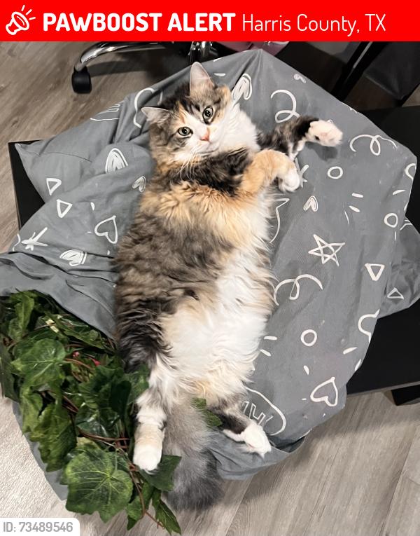Lost Female Cat last seen Tomball 290, Harris County, TX 77377