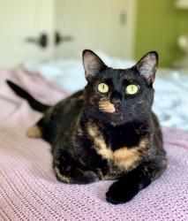 Lost Female Cat last seen Burdette Road & Long Island Dr, Atlanta, GA 30327
