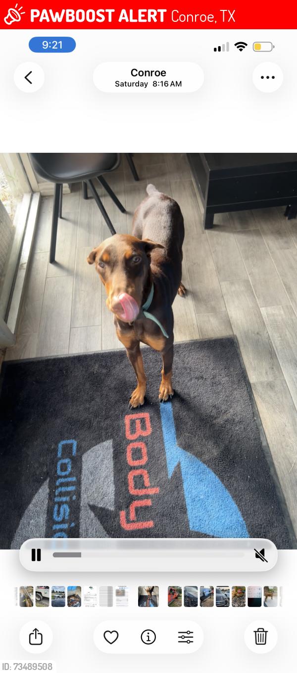 Lost Female Dog last seen sh242, Conroe, TX 77306
