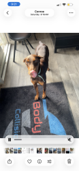 Lost Female Dog last seen sh242, Conroe, TX 77306