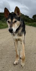 Reunited Male Dog last seen Patrician Way, Pasadena, CA 91105