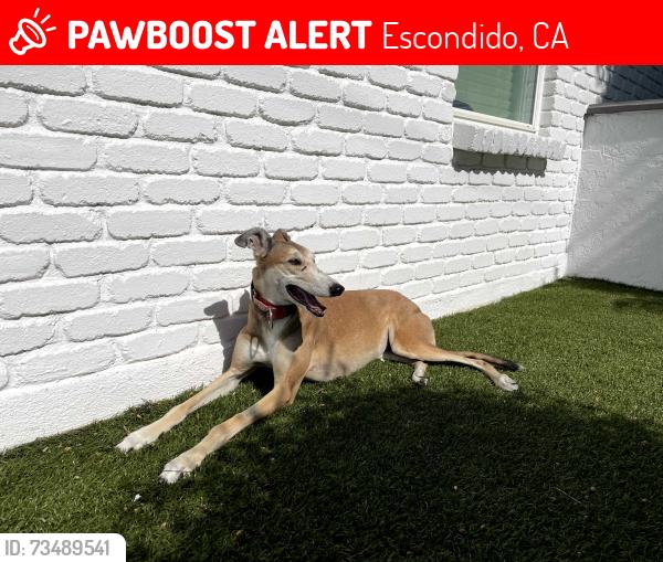 Lost Female Dog last seen Groton and Mary Lane, Escondido, CA 92025