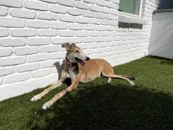 Lost Female Dog last seen Groton and Mary Lane, Escondido, CA 92025