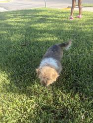 Found/Stray Female Dog last seen San Antonio, San Angelo, TX 76901