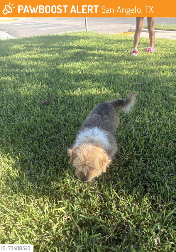 Found/Stray Female Dog last seen San Antonio, San Angelo, TX 76901