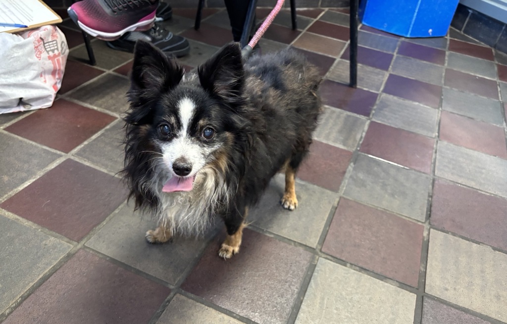 Shelter Stray Male Dog last seen E 116 Street, NEW YORK, NY, 10029, 326 E 110th St, New York, NY 10029, USA