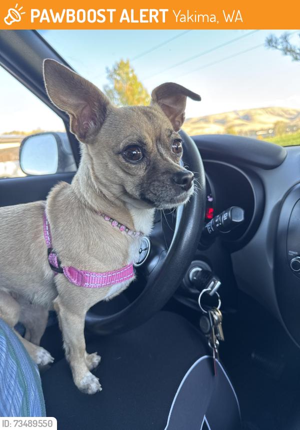 Found/Stray Female Dog last seen Sarg Hubbard park, Yakima, WA 98901