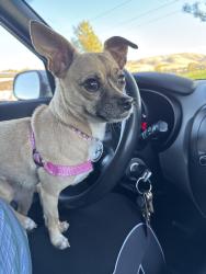 Found/Stray Female Dog last seen Sarg Hubbard park, Yakima, WA 98901