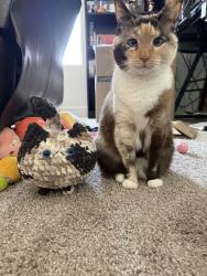 Reunited Female Cat last seen Douglas Rd near Meadows Montessori, Ferndale, WA 98248