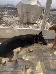 Reunited Male Dog last seen 15th ave S and 58th St S, Gulfport, FL 33707