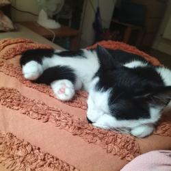 Reunited Female Cat last seen Trinity park, Hertfordshire, England CM23 3TJ