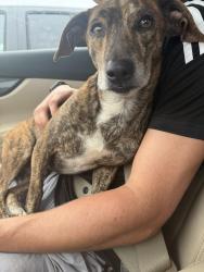 Found/Stray Male Dog last seen Fews Chapell and Pennington near Blue Ridge High school, Greer, SC 29651