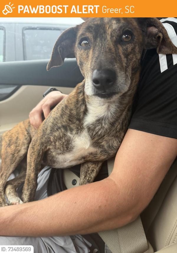 Found/Stray Male Dog last seen Fews Chapell and Pennington near Blue Ridge High school, Greer, SC 29651