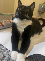 Reunited Female Cat last seen Near harbor drive, Woodbridge, VA 22192