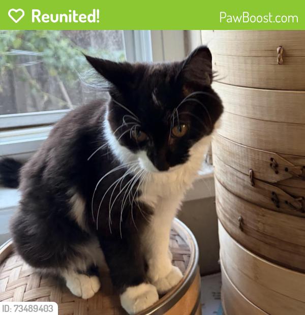 Reunited Female Cat last seen Starlite Park, Milpitas, CA 95035