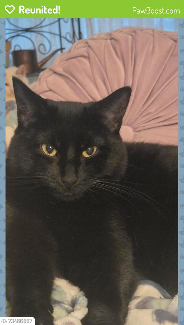Reunited Female Cat last seen Lords park, Elgin, IL 60120