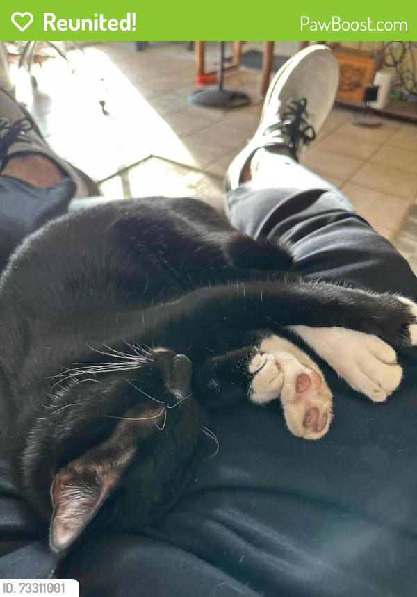 Reunited Male Cat last seen Dane Park apartment complex at Shiloh and George Bush, Garland, TX 75044