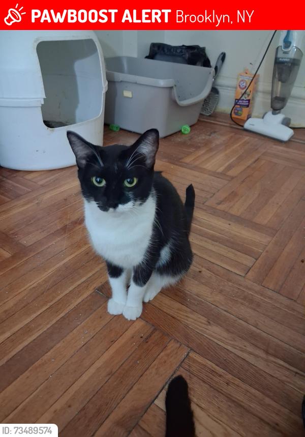 Lost Female Cat last seen Ditmis and newkirk, Brooklyn, NY 11226
