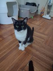 Lost Female Cat last seen Ditmis and newkirk, Brooklyn, NY 11226