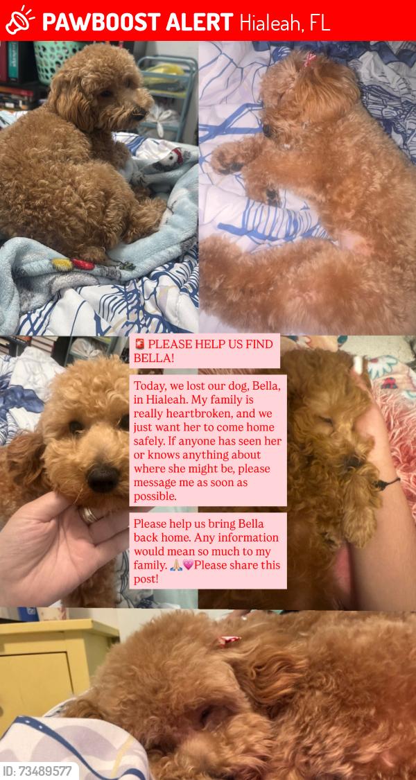 Lost Female Dog last seen Near Hialeah, Hialeah, FL 33010