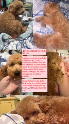Lost Female Dog last seen Near Hialeah, Hialeah, FL 33010