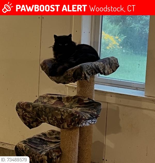Lost Male Cat last seen Near and Rocky Hill Road, Woodstock, CT 06281