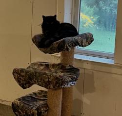 Lost Male Cat last seen Near and Rocky Hill Road, Woodstock, CT 06281