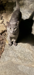 Found/Stray Male Cat last seen Irvine and abbey costa mesa, Costa Mesa, CA 92627