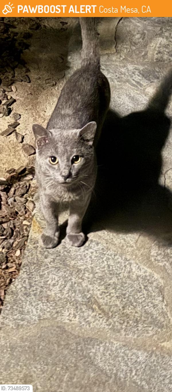 Found/Stray Male Cat last seen Irvine and abbey costa mesa, Costa Mesa, CA 92627