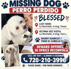 Reunited Male Dog last seen W Rochelle Rd, Irving, TX, USA, Irving, TX 75062