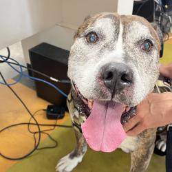 Shelter Stray Male Dog last seen , Animal Care & Control Team of Philly, 111 W Hunting Park Ave, Philadelphia, PA 19140, USA
