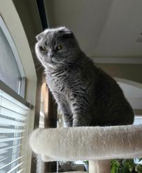 Reunited Female Cat last seen Pecan Acres Drive and Orchard Bend Drive, Sugar Land, TX 77498