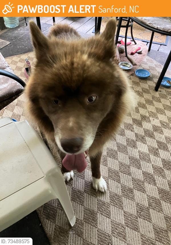 Found/Stray Unknown Dog last seen Wicker St and Arlington Circle, Sanford, NC 27330