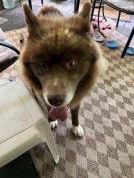 Found/Stray Unknown Dog last seen Wicker St and Arlington Circle, Sanford, NC 27330