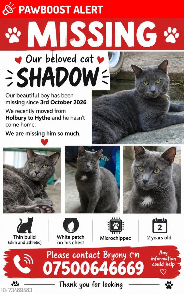 Lost Male Cat last seen Langdown, Hythe, England SO45 3LG