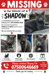 Lost Male Cat last seen Langdown, Hythe, England SO45 3LG