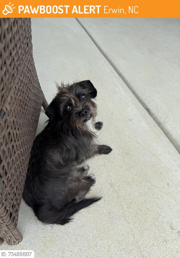 Found/Stray Male Dog last seen Old Stage Rd, Erwin, NC 28339