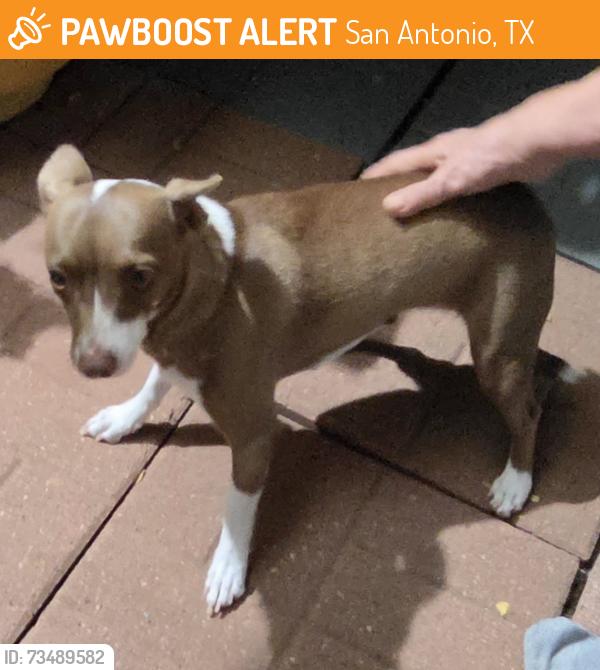 Found/Stray Female Dog last seen Military, San Antonio, TX 78227