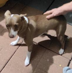 Found/Stray Female Dog last seen Military, San Antonio, TX 78227