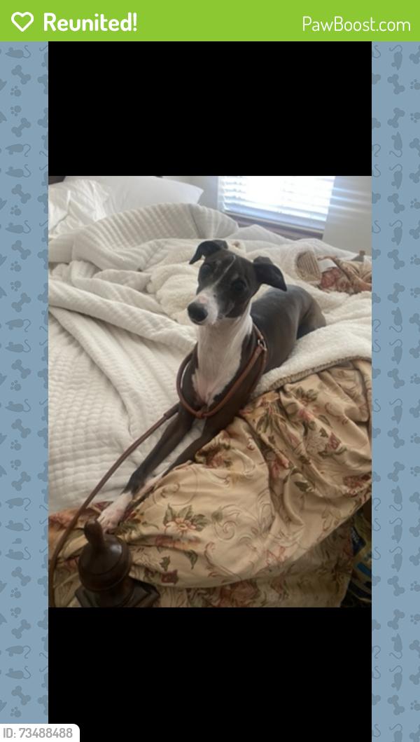 Reunited Male Dog last seen Brooklyn and 63rd, Kansas City, MO 64130