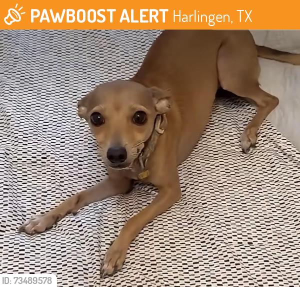Found/Stray Female Dog last seen 13th Street, Harlingen, Teas 78550, Harlingen, TX 78550