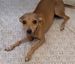 Found/Stray Female Dog last seen 13th Street, Harlingen, Teas 78550, Harlingen, TX 78550