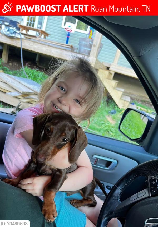 Lost Male Dog last seen Roan Mountain TN, Roan Mountain, TN 37687