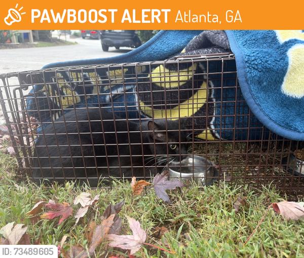 Found/Stray Unknown Cat last seen Carroll Dr and Marietta, Atlanta, GA 30318