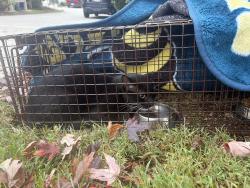 Found/Stray Unknown Cat last seen Carroll Dr and Marietta, Atlanta, GA 30318