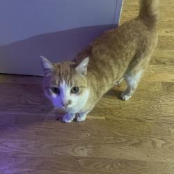 Reunited Unknown Cat last seen Ocean View and Margarido, Oakland, CA 94618