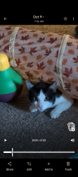 Reunited Male Cat last seen Holiday Lane and MidCities Blvd, North Richland Hills, TX 76182
