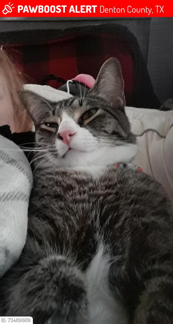 Lost Male Cat last seen St john road, Denton County, TX 76258